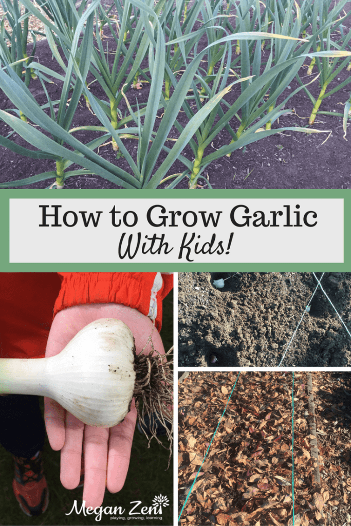 How to grow garlic with kids