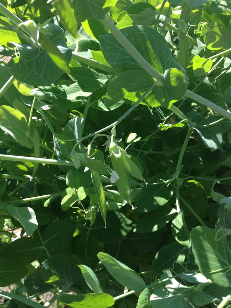 Growing peas with kids