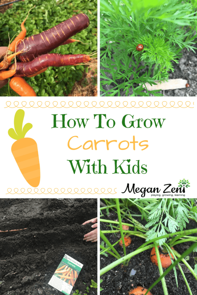 How to grow carrots with kids.