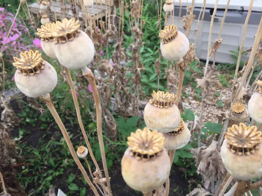 Flanders Field Poppy Seed Heads