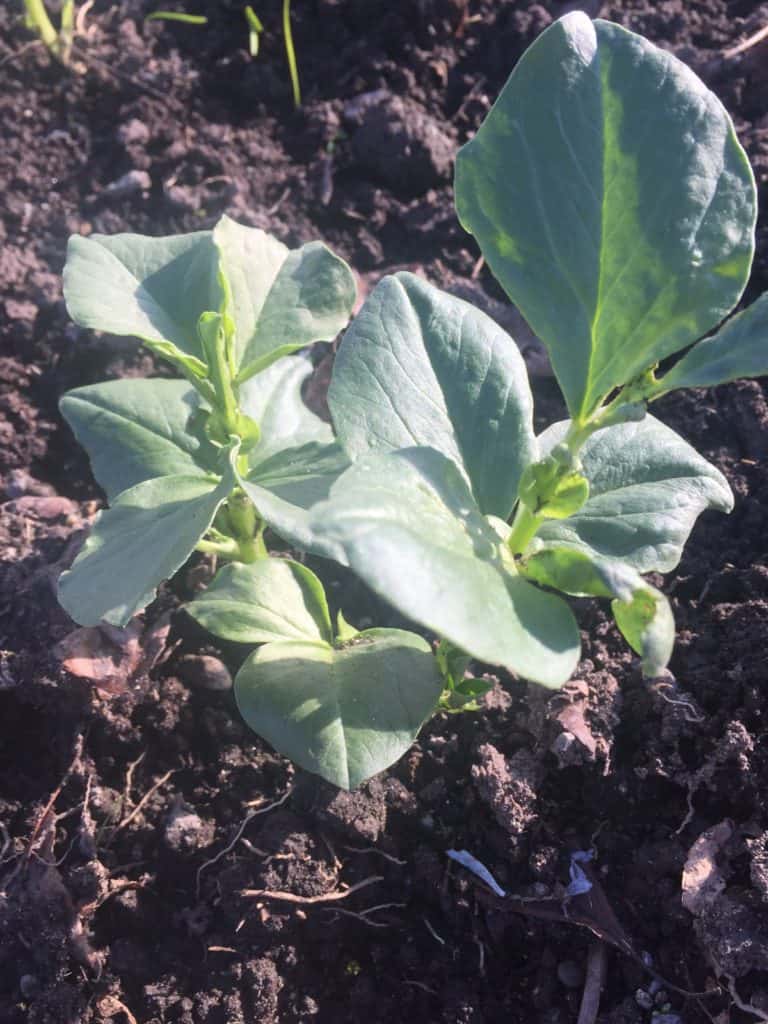 how to grow broad beans