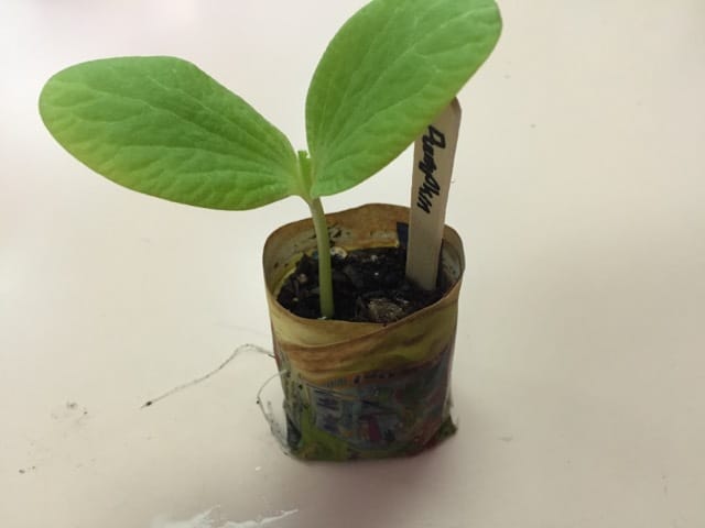 This is a pumpkin plant seedling.