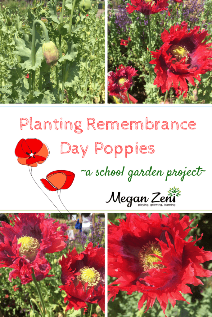 planting Remembrance Day poppies