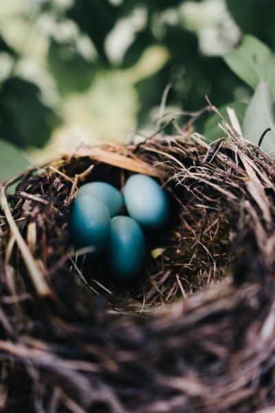 the perfect nest
