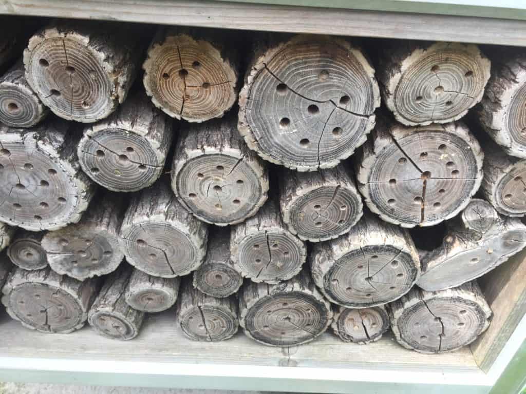 Drill holes in your bug hotel for mason bees