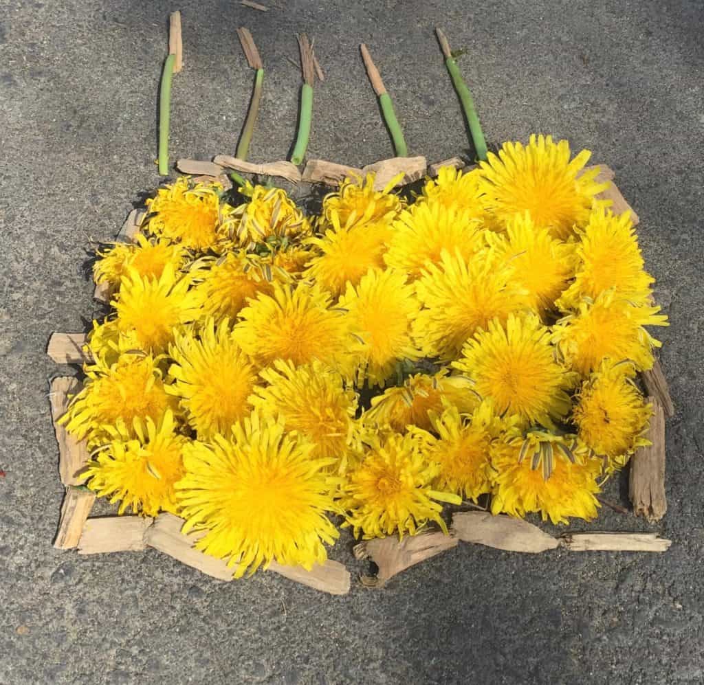 playful learning with dandelions