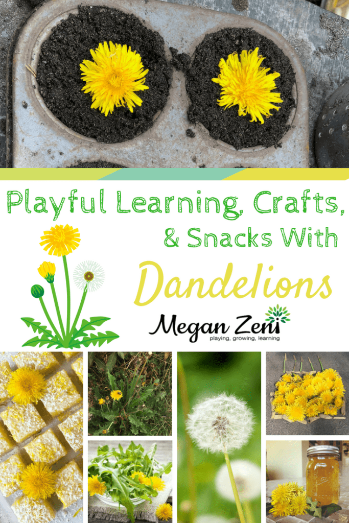 playful learning with dandelions 