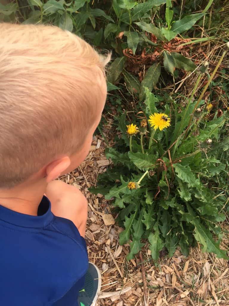 Playful learning with Dandelions
