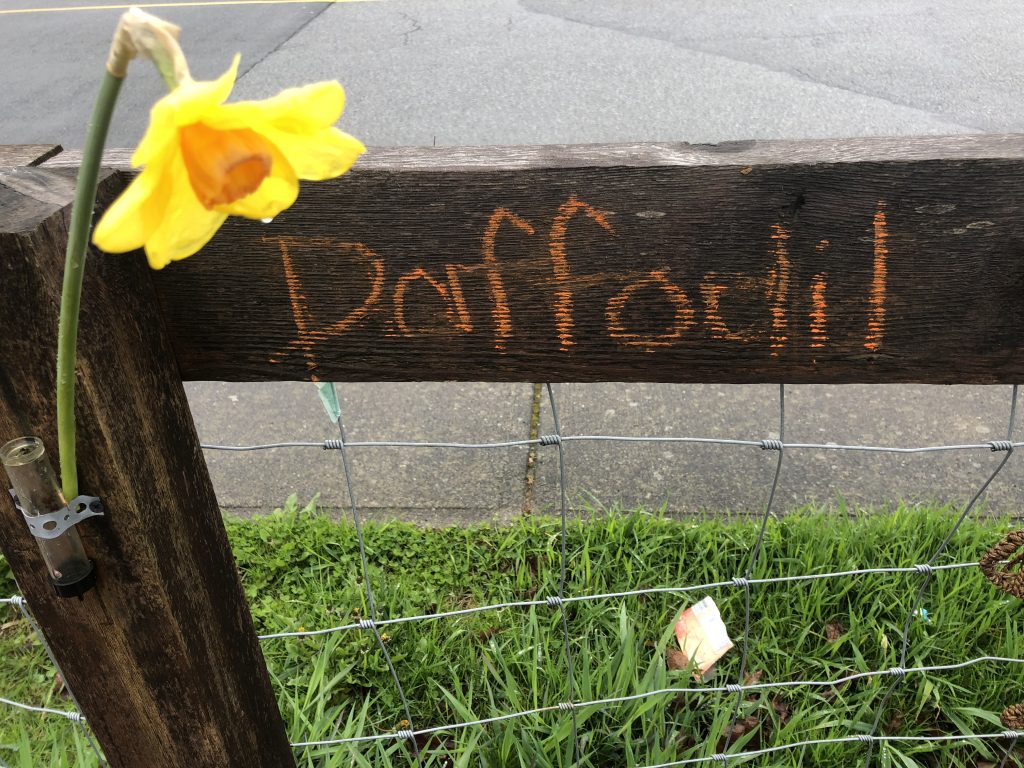 A daffodil in a vase on a fence