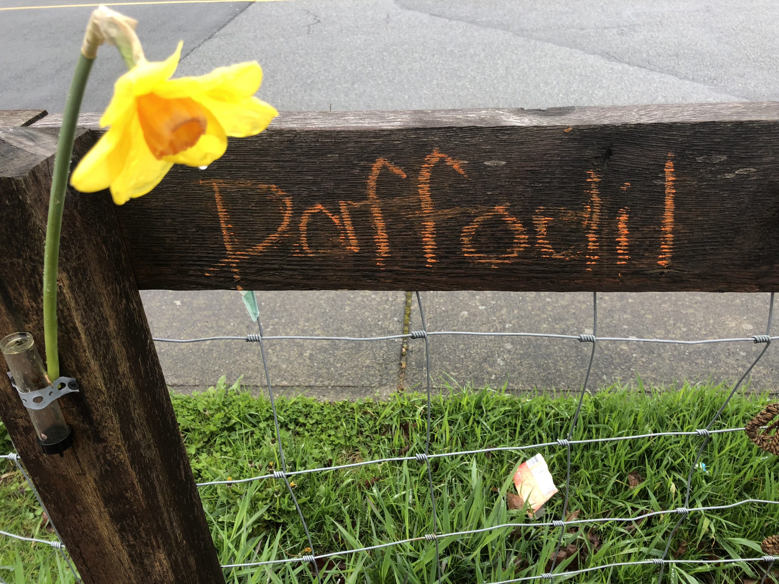 A daffodil in a vase on a fence