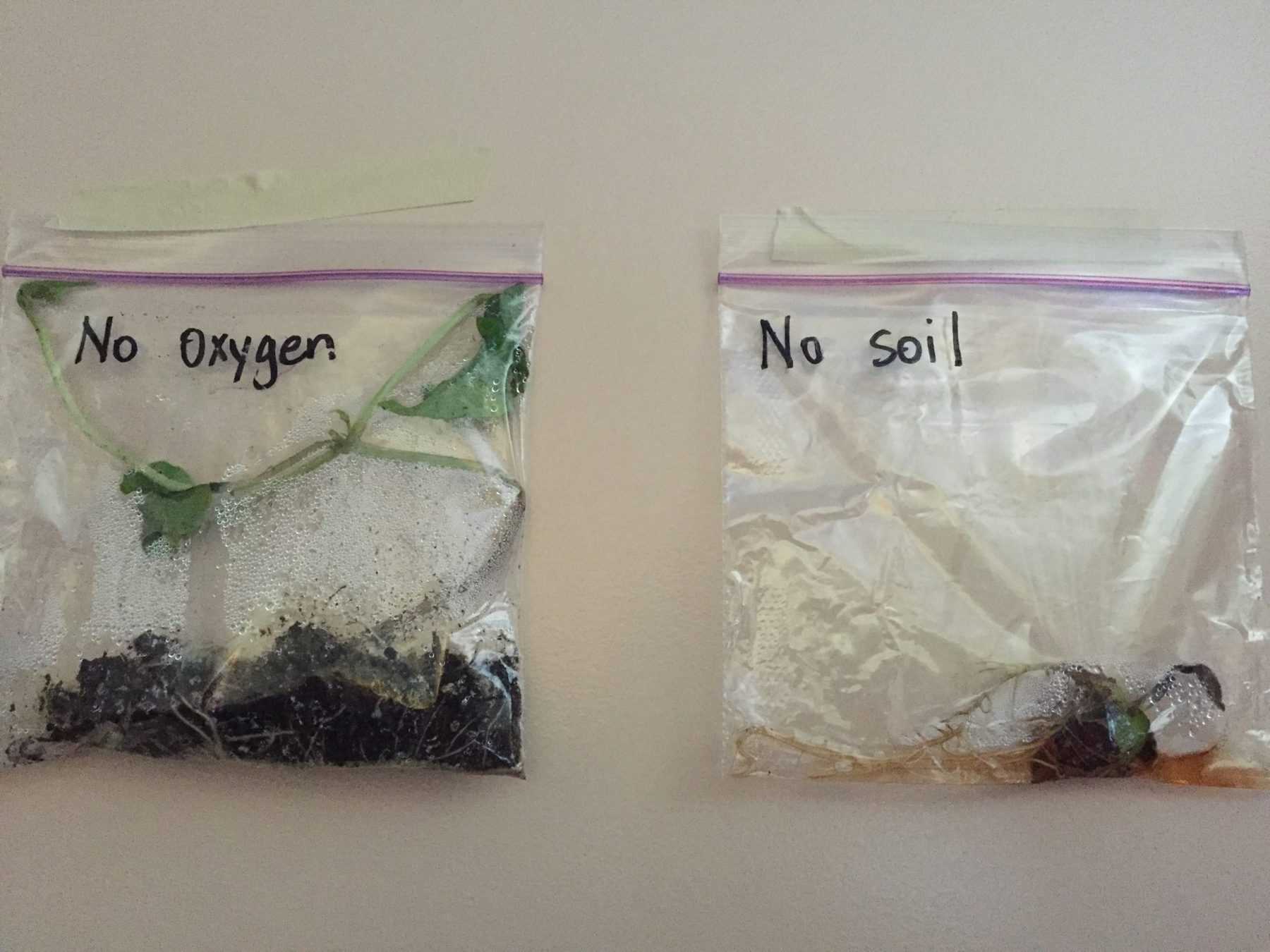 Baggies with soil and no soil