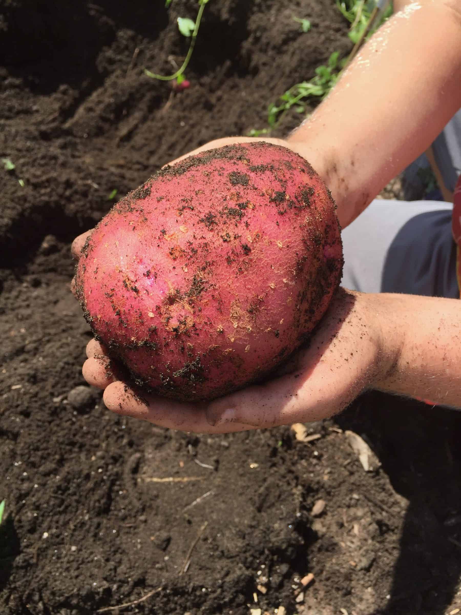how to grow potatoes with kids