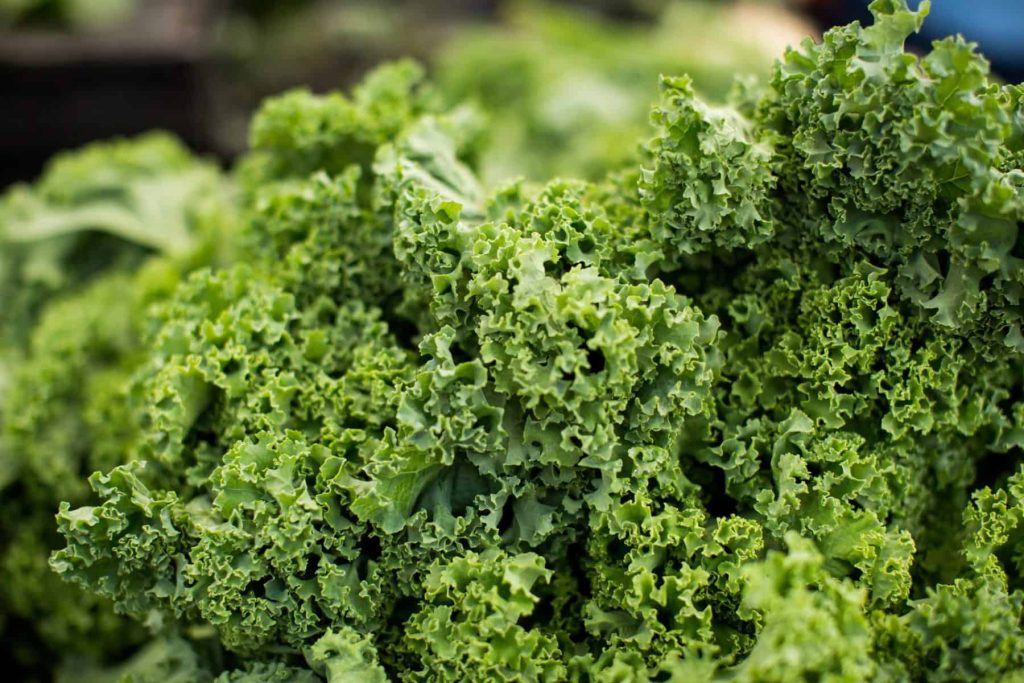 Growing Kale with Kids