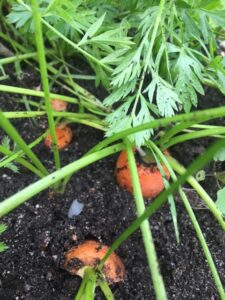 Growing Carrots with Kids