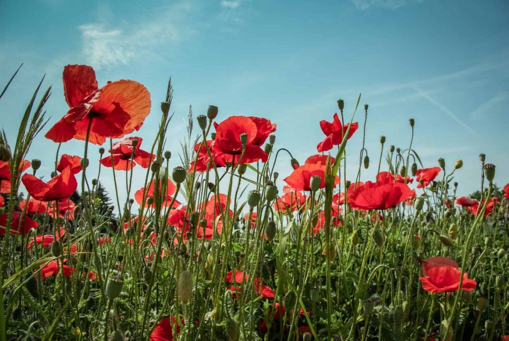poppies in a field